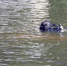 К поискам пропавшего в Сергеевке мальчика привлекли водолазов - ИА Порт Амур