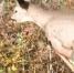 По улицам Зеи пробежалась косуля - ИА Порт Амур