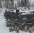 В Приамурье из-за безответственных жителей переполнен приют для собак - Amur.Info