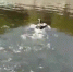 На Бурейском водохранилище охотовед спас запутавшегося баклана - Amur.Life