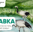 Защити нашу природу: экологический плакат с лозунгом предлагают нарисовать юным благовещенцам - Администрация г. Благовещенск