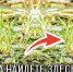 БЕЛГООО - Amur.Life