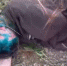 В соцсетях в Благовещенске разошлось жестокое видео издевательств над девушкой - ИА Порт Амур