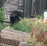 Крики были душераздирающими на дачницу напал медведь видео - Amur.Life