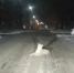 В Белогорске водителя ночью напугал вынырнувший из темноты леопард - Amur.Life