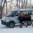 Лоси из Зейского природного центра соскучились по людям - Amur.Life