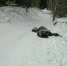 В Сковородине дорогу перегородил труп лошади - Amur.Life