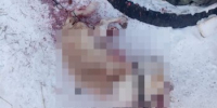 Прокуратура признала законным возбуждение дела о жестоком обращении с животными - ИА Порт Амур