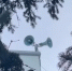 Коршун будет пугать ворон в центре Белогорска - Teleport2001.Ru