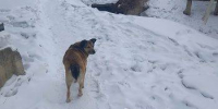 Более 200 бездомных собак отловили в Благовещенке с начала года - ИА Порт Амур
