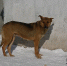 Фото: t.me/vet_ao - Амурское областное телевидение