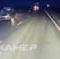 Крупное животное сбили между селами Волково и Лозовое видео - Amur.Life