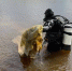 Амурские водолазы определят потенциально опасные участки водоемов - ИА Порт Амур