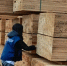 Из Приамурья в Китай экспортировали более 100 000 кубометров леса - Asn24.Ru