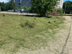 Травка не зеленеет: в Благовещенске продолжают облагораживать газоны