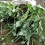 Амурчанина привлекут к ответственности за выращивание на клумбе более сотни кустов конопли - gtrkamur.ru - ГТРК Амур