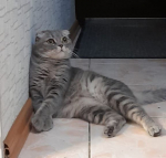 Сколько стоит счастье кошки и в чем оно заключается: подборка цен на предметы для усатых и советы при покупке