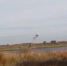 Горделивого баклана заметил охотовед в Тамбовском округе - Teleport2001.Ru