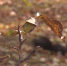 До -15 °С: прогноз погоды на 22 октября в Приамурье - gtrkamur.ru - ГТРК Амур