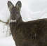 На кабаргу разрешили охотиться в Амурской области - Amur.Life
