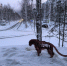 Тындинский Левша украсил город новыми персонажами - Amur.Life