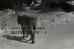 По Благовещенску опять бродит рысь видео
