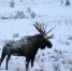В Амурской области завершился сезон охоты на три вида животных - Amur.Life
