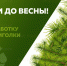 Свoевременно убирайте новогоднюю елку - МЧС Амурской области
