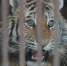 На Дальнем Востоке призвали активнее ловить тигров - Amur.Life