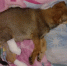 Спасти Кроша: белогорские железнодорожники выходили бездомного щенка, которого сбил поезд - Asn24.Ru
