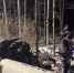 Сгорел полностью: в МАК рассказали подробности расследования крушения вертолета в Приамурье - Asn24.Ru