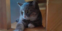 Львы будут метаться из угла в угол, Овнам не стоит давать никаких обещаний - ИА Порт Амур