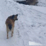 В Приамурье школьнице, подвергшейся нападению собаки, выплатят компенсацию - ИА Порт Амур