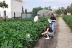В Приамурье на пришкольном участке вырастили мегасою