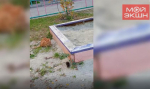 «А нам все равно!»: в Благовещенске невозмутимая крыса проигнорировала кота, который на нее охотился (ВИДЕО)